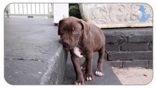 Cute Pitbull Puppies Playing