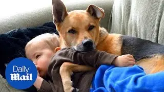 Protective pooch cuddles his poorly pal in heartwarming video - Daily Mail