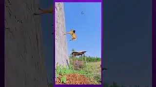 Amazing Dog Leaps to Catch Ring|#shorts #shortvideo #shortsvideo #youtubeshorts #youtubeshort #viral