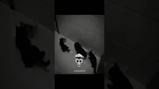 cat drifting skill..📈🗿#cat #trollfaceedit