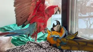 Parrots are having a local squabble. У попугаев местные разборки.