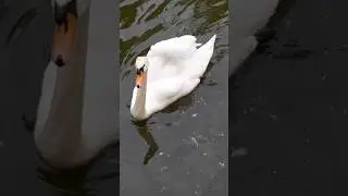 Белый лебедь не ест, пока чёрный рядом)) #птицы #birds #swan