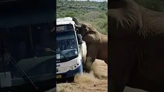 🚌🐘 Elephant Saves Bus From Falling Off Cliff | Unbelievable Rescue Moment