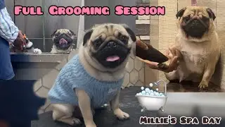 Spa Day for Millie 🛁🐶 | Full Grooming at Dog Salon #mustwatch #doggroomingforbeginners #dailyvlog 