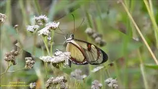 Epityches eupompe Atibaia SP 13 6 2020 Antonio Silveira