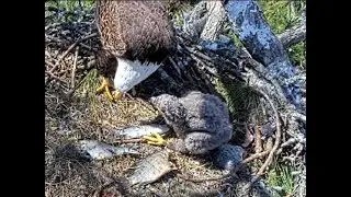 NEFL Eagles ~NE33 steps up to the table for a good meal with Dad! Jan28, 2029