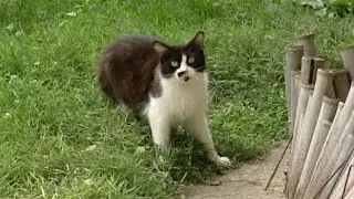Is Canada's feral cat situation becoming 'an emergency'?