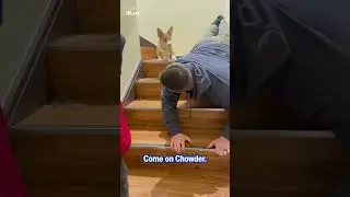 Clever corgi refuses to take the stairs