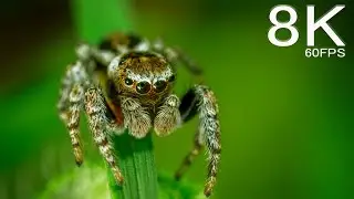 8K Rainforest ft. Amazon | Dangerous Insects | HDR 60FPS