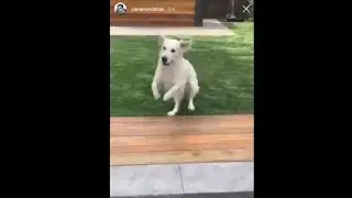 Cameron Dallas playing with his dog Instagram Story (27th Feb 2019)