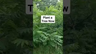 Money Tree - How Much Are They Worth? $$$ - Black Walnut Orchard - Black Walnut Timber  Production