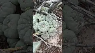 Peyote or not? 👀 Can you identify the right cactus from other Lophophora?
