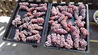 Виноград  Сомерсет Сидлисс (Somerset seedless).  Как  выглядит мой второй урожай.