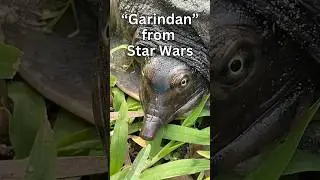 Galactic Turtle: Softshell Creature Strikes Resemblance to Star Wars Icon! #starwarscharacter