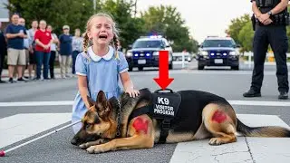 The K9 Took the Bullet to Save the Blind Girl &mdash; What Happened Next Left the Entire City in Tears