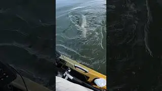HUGE Striped Bass Eats Tautog!