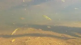 Laubuka fasciata in the Chaliyar River (Watch in HD)