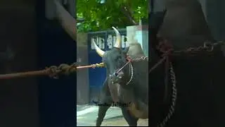 #Shorts #GrKaari #trichysiva #jallikattu #TrendingJallikattu #Cow