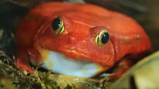The Madagascar Tomato Frog