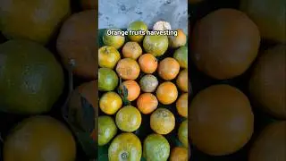 Orange fruits harvesting in our Kodaikanal farm #like #subscribe #shorts #harvesting #reels #vlog