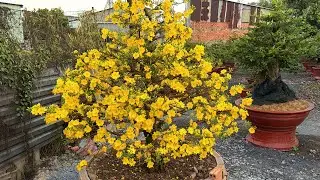 Tại sau cùng một giống siêu bông HM mà phải  lá ngày khác nhau / xem hoa nở rộ giao khách