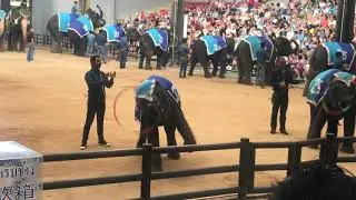 Baby elephant is playing Hunla Hoops.