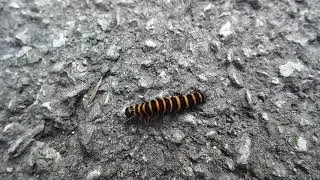 Cinnabar Moth caterpillar (Tyria jacobaeae)