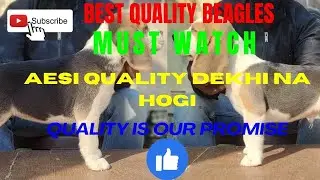 GLAMOROUS PET WORLD | BEAGLE PUPPIES | AVAILABLE | BEST QUALITY |