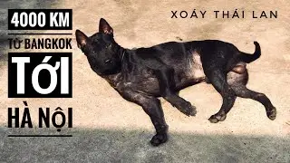 4000 KM từ BangKok về Hà Nội của 1 Chú Chó Xoáy Thái Lan trong mùa Covid/ Thai Ridgeback/ NhamTuatTV