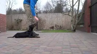 4 miesięczny doberman