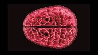 In a First, Scientists Found Structural, Brain-Wide Changes During Menstruation!