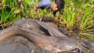 Amazing Boy Catching Fish By Hand. Traditional Little Catching Big Fish By Hand in Mud Water.