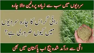 Ryegrass in Pakistan| genus Lolium|Best Ryegrass seed|Best winter livestock fodder|رائی گراس کی کاشت