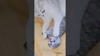 Mother cat is worried when the kitten meows 🫠
