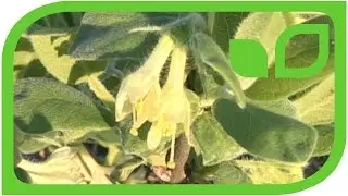 The new Lubera Firstberries