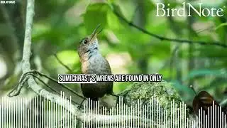 Two Rare Wrens Serenade Southern Mexico