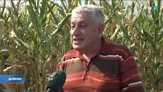 Duga suša uticala na kukuruz u Šumadiji