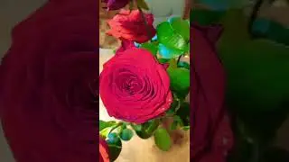 #music #снежинка #remix #татьяниндом #татьянтн день