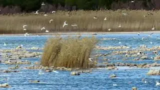 #Gaviotas #Seagull #Aves #Birds #Naturaleza #Nature #WildLife #VidaSilvestre