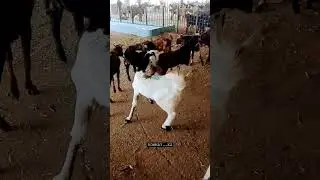 Gujariy breed full garam bakra Mashallah ❤️🔥😍#shorts #short