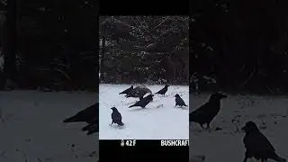 Bald Eagle Trapped By Crows #shorts