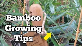 Grow bamboo in barrel planter pots