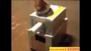 прикол,кот в танке,catch the cat in the tank