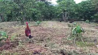 The bright forest chicken trap using the lure is so beautiful