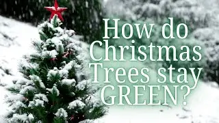 How do Christmas Trees stay green? | Evergreen Tree Adaptations | NSTEM