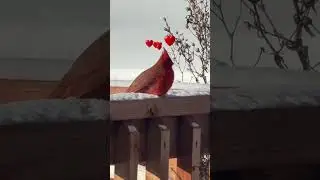 Cardinal visits every day #birds #nature #birdingparadise #birdspecies #cardinalbird #cute #cardinal