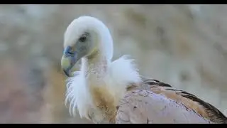 Griffon Vulture Gyps Fulvus Is A Large Old World Vulture In The Bird Of Prey Family Accipitridae It