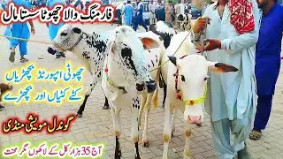 Gondal Mandi latest update 12Nov2025!Farming wala chota Mall!imported heifers katy or katya!#heifer
