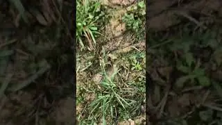 Griffon de pays sur pied ORSO