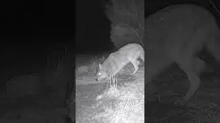 Coyote Roll #wildlife #animals #coyotes #nightcam #scratchandsniff #notmydog #natureshorts